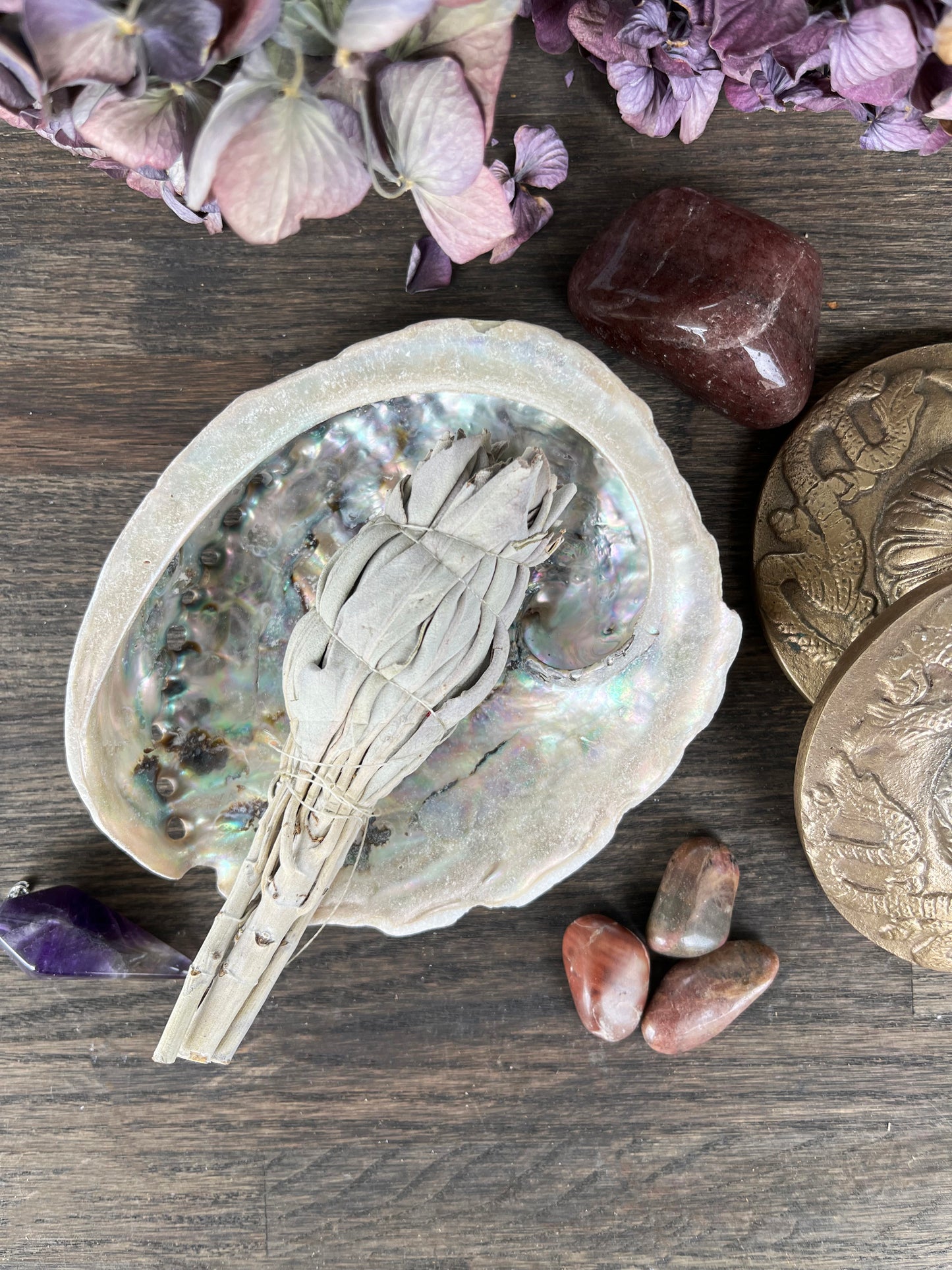 Abalone Snäcka Vit - Liten