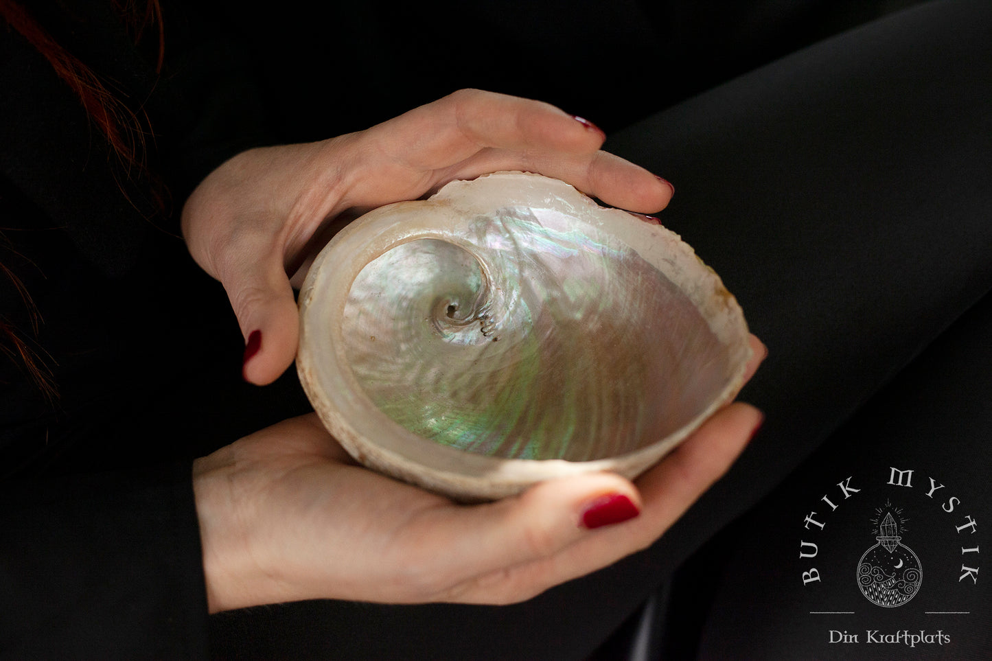 Abalone Snäcka Vit - Liten
