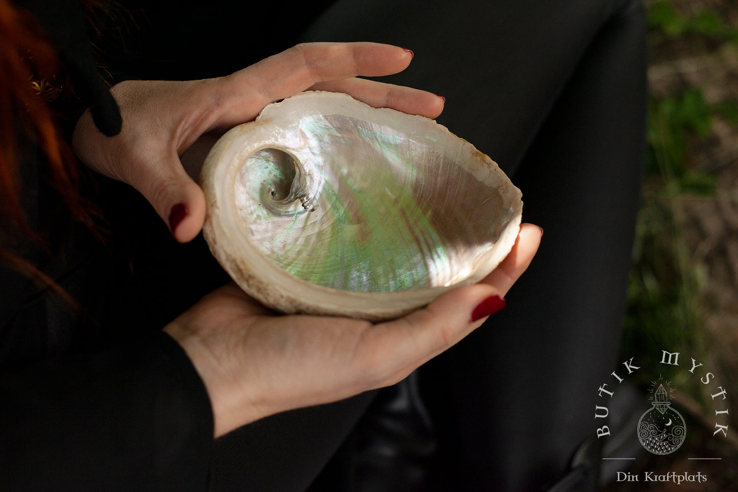 Abalone Snäcka Vit - Liten