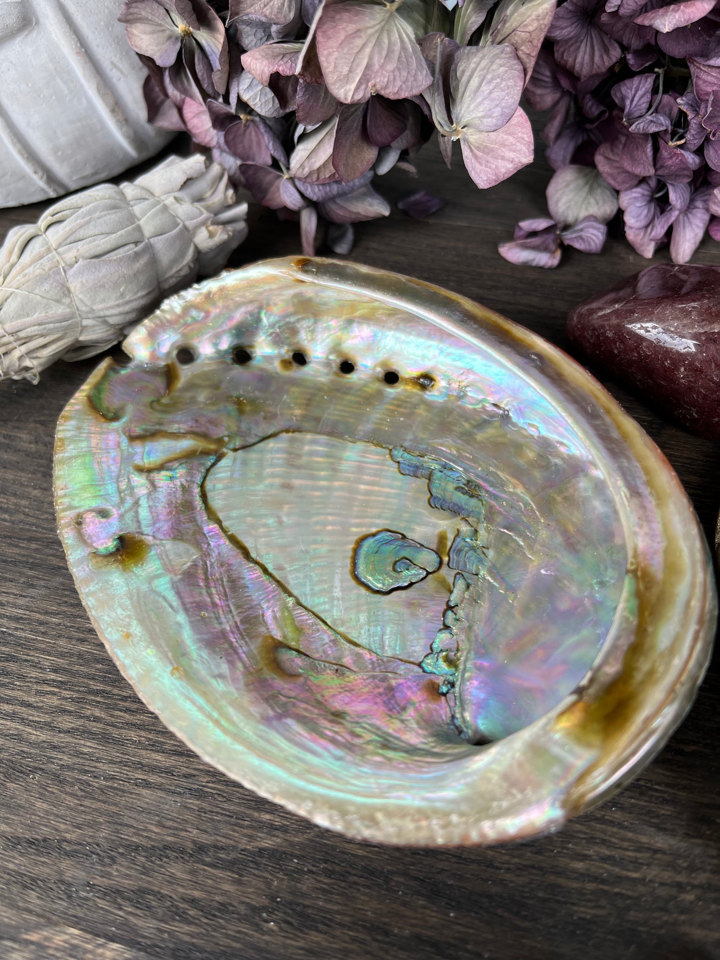 Abalone Snäcka Grön - Liten