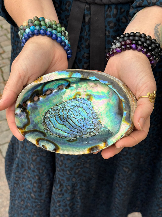 Abalone Snäcka Grön - Mellan