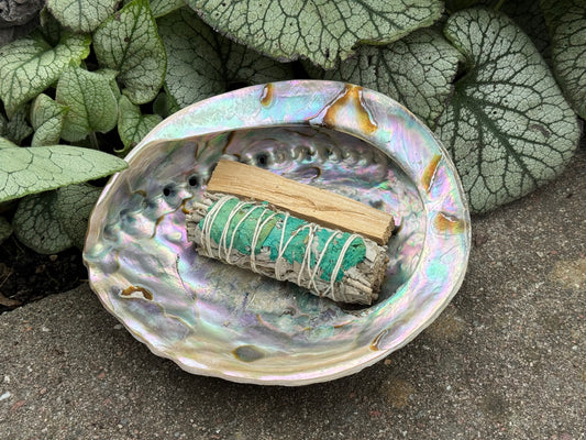 Abalone Snäcka vit - stor