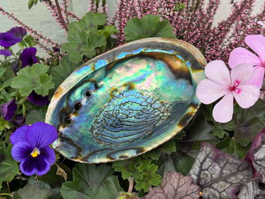 Abalone Snäcka Grön - Mellan