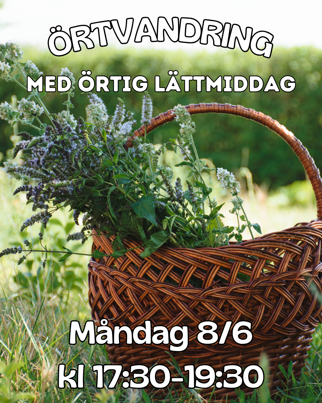 Örtvandring med örtig lättmiddag 8 Juni 2026