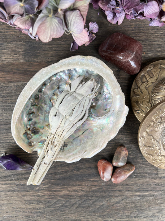 Abalone Snäcka Vit - Liten